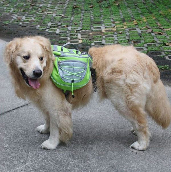 Lovoyager-Waterproof adjustable nylon pet backpack