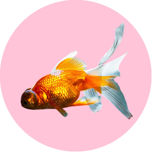 fish category pets love that pet store